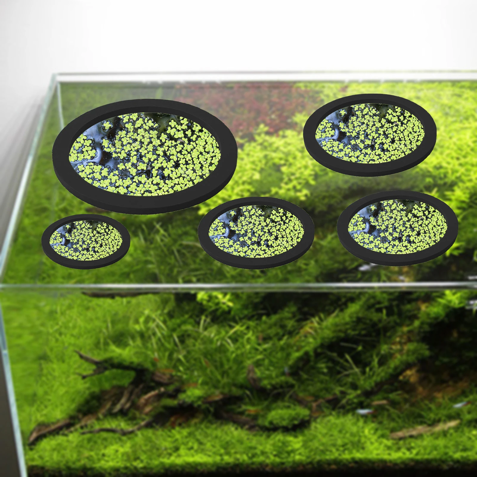 5Pcs EVA Fish Feeding Ring Aqu - Aquarium Fish Farm 评论和价格